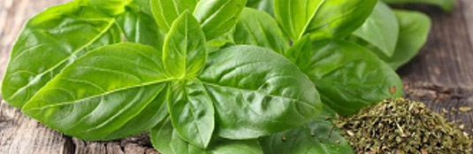 Albahaca