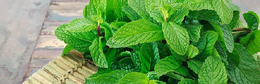 Menta