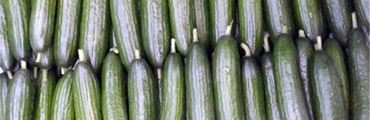 Pepino persa orgánico